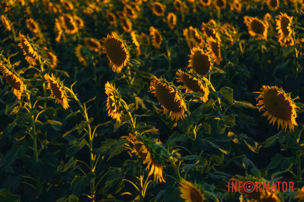 Мгновение, которое стоит внимания: закат над подсолнечным полем в Днепропетровской области 16