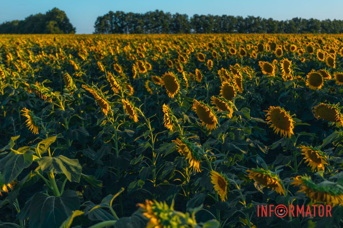 Мгновение, которое стоит внимания: закат над подсолнечным полем в Днепропетровской области 15