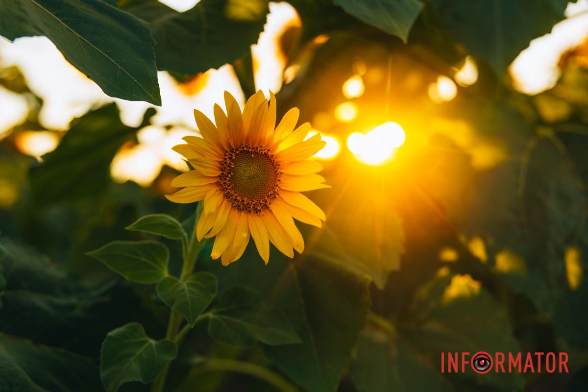 Мгновение, которое стоит внимания: закат над подсолнечным полем в Днепропетровской области 14