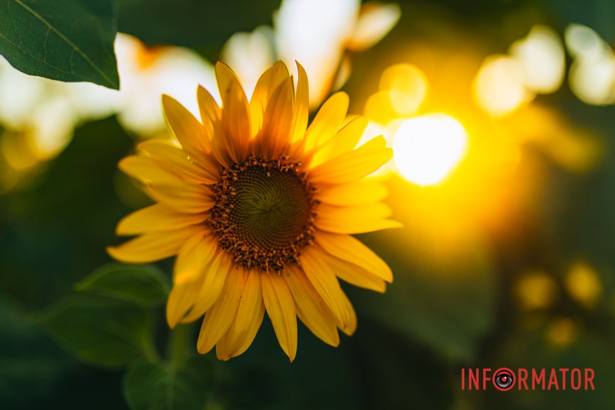 Мгновение, которое стоит внимания: закат над подсолнечным полем в Днепропетровской области 13