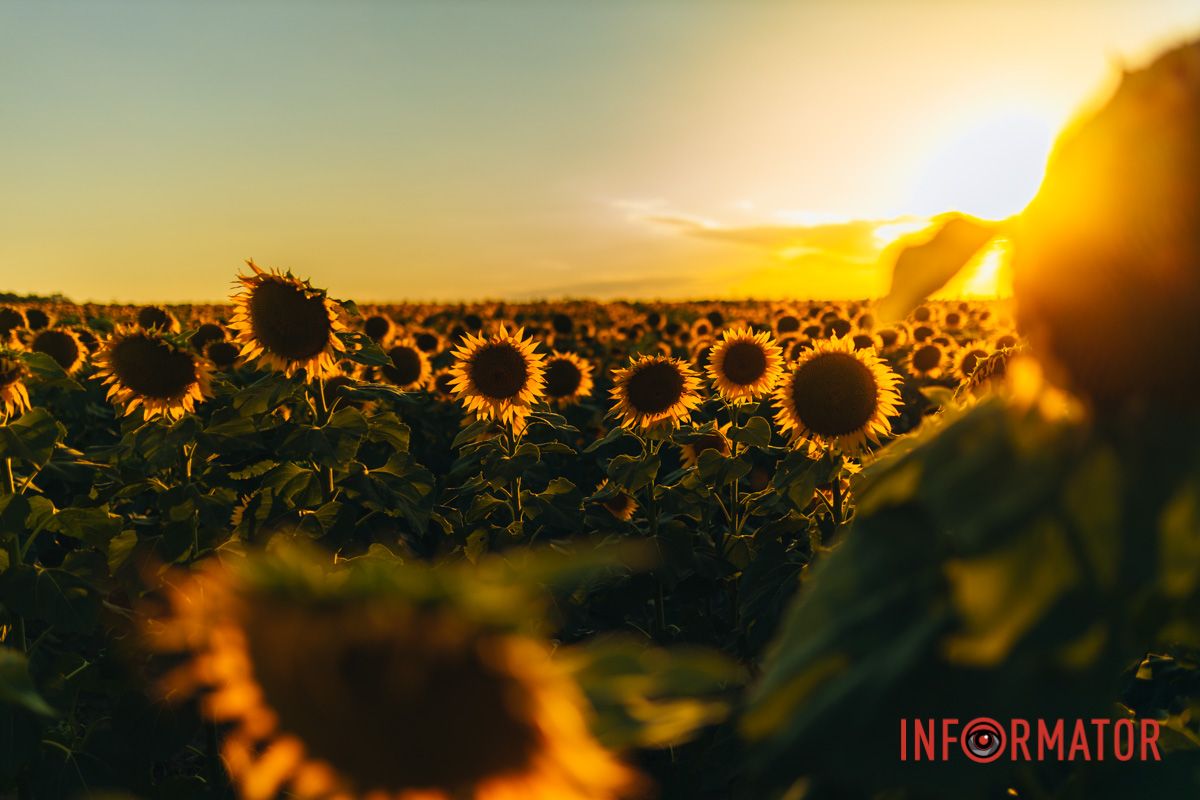 Мгновение, которое стоит внимания: закат над подсолнечным полем в Днепропетровской области 12