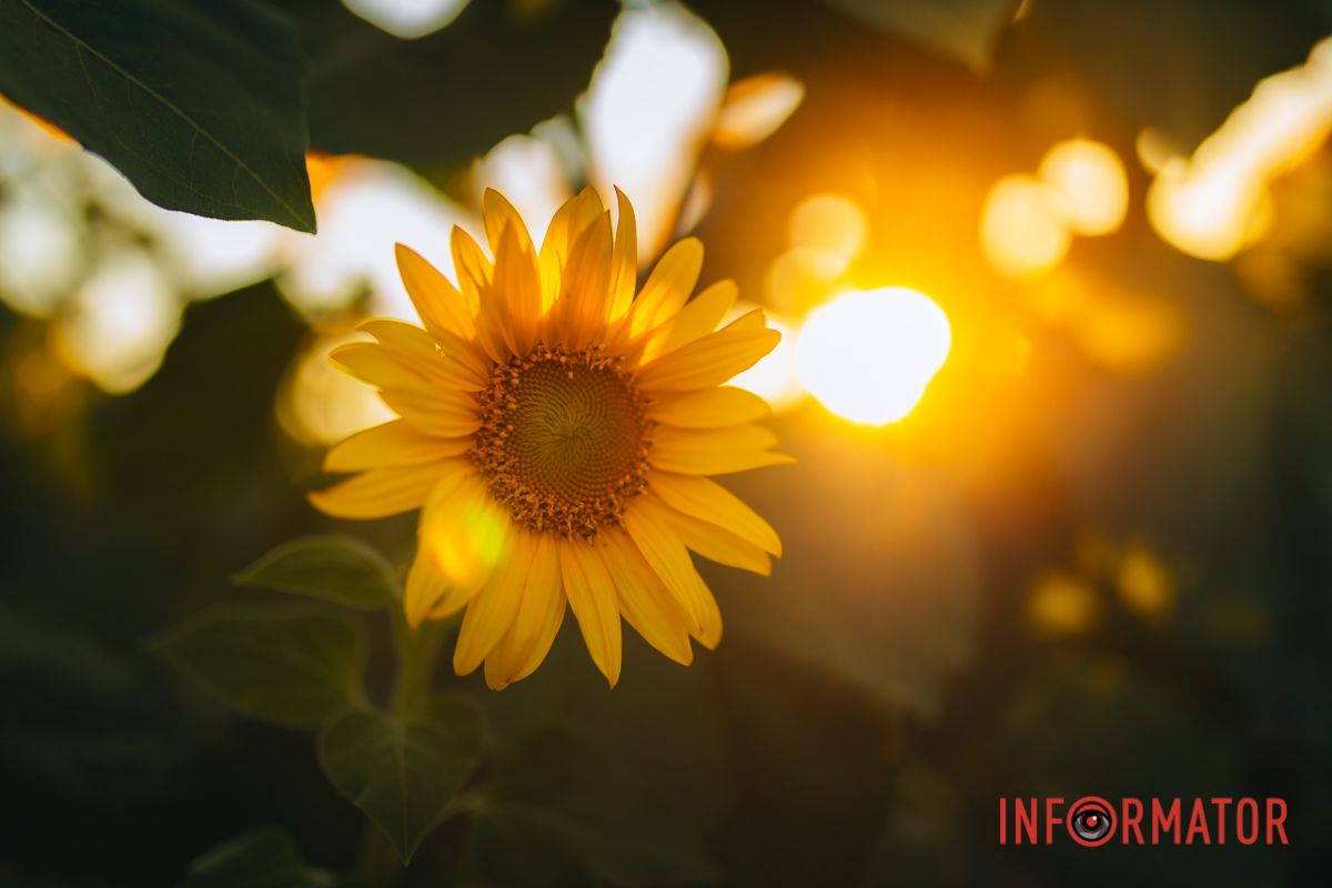 Мгновение, которое стоит внимания: закат над подсолнечным полем в Днепропетровской области 11