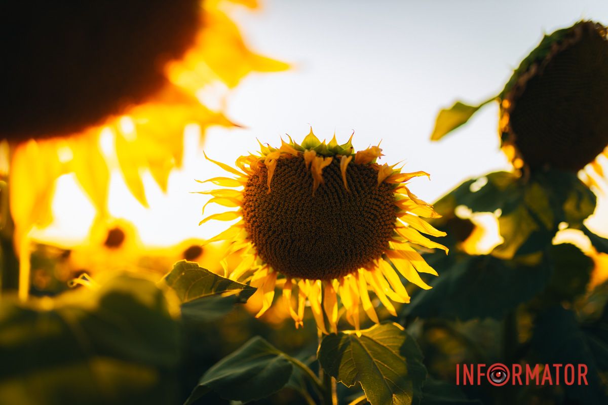 Мгновение, которое стоит внимания: закат над подсолнечным полем в Днепропетровской области 10