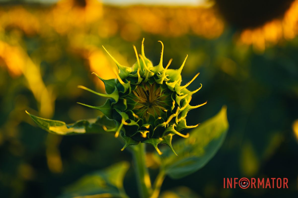 Мгновение, которое стоит внимания: закат над подсолнечным полем в Днепропетровской области 9