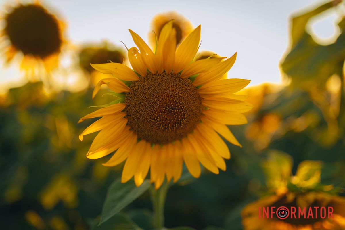 Мгновение, которое стоит внимания: закат над подсолнечным полем в Днепропетровской области 8