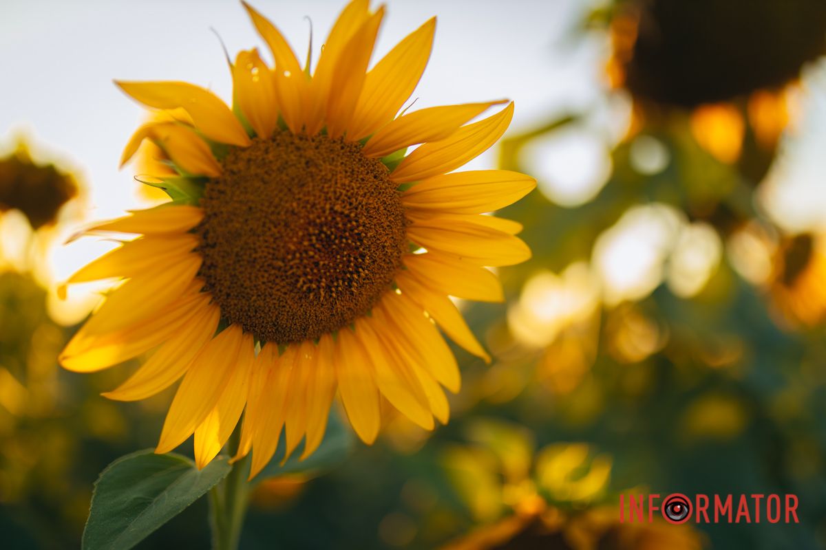 Мгновение, которое стоит внимания: закат над подсолнечным полем в Днепропетровской области 7