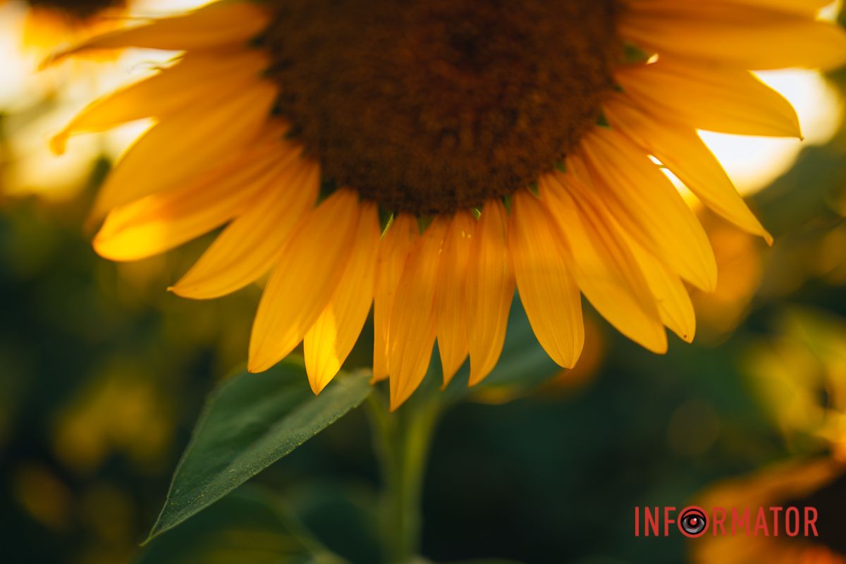 Мгновение, которое стоит внимания: закат над подсолнечным полем в Днепропетровской области 6