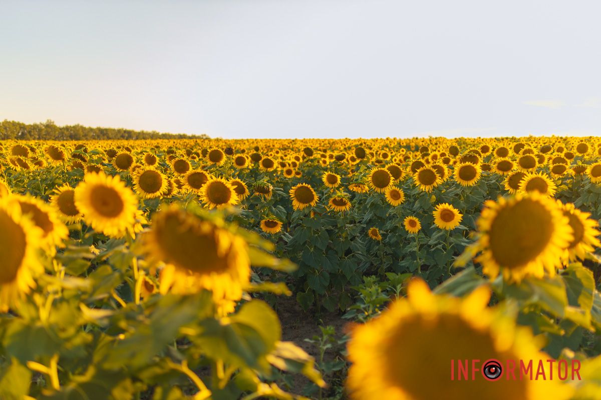 Мгновение, которое стоит внимания: закат над подсолнечным полем в Днепропетровской области 5