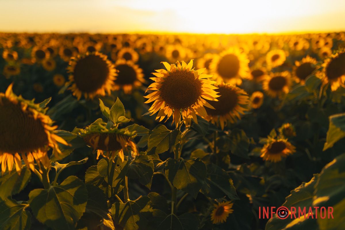 Мгновение, которое стоит внимания: закат над подсолнечным полем в Днепропетровской области 4