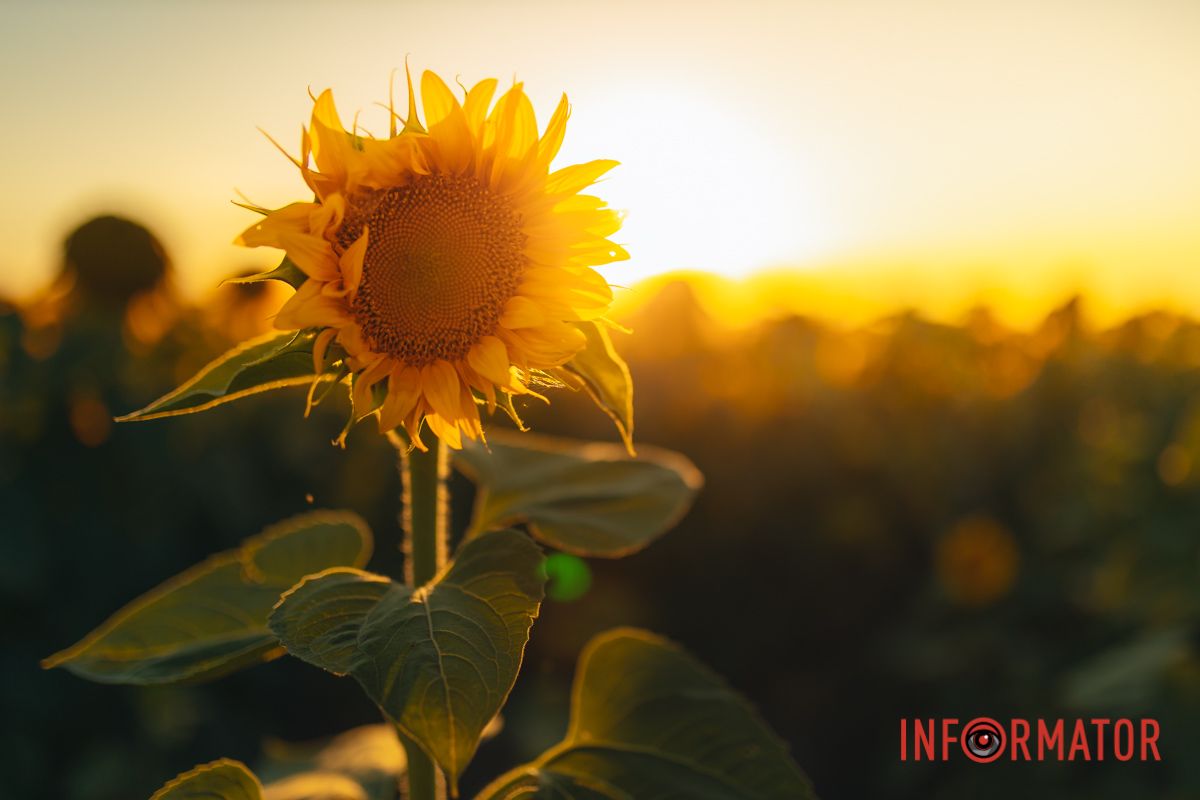 Мгновение, которое стоит внимания: закат над подсолнечным полем в Днепропетровской области 3
