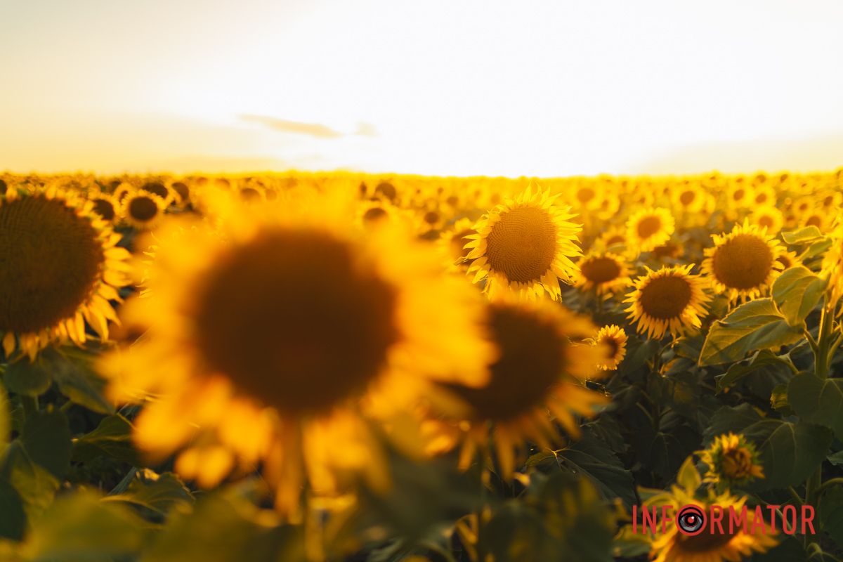 Мгновение, которое стоит внимания: закат над подсолнечным полем в Днепропетровской области 2