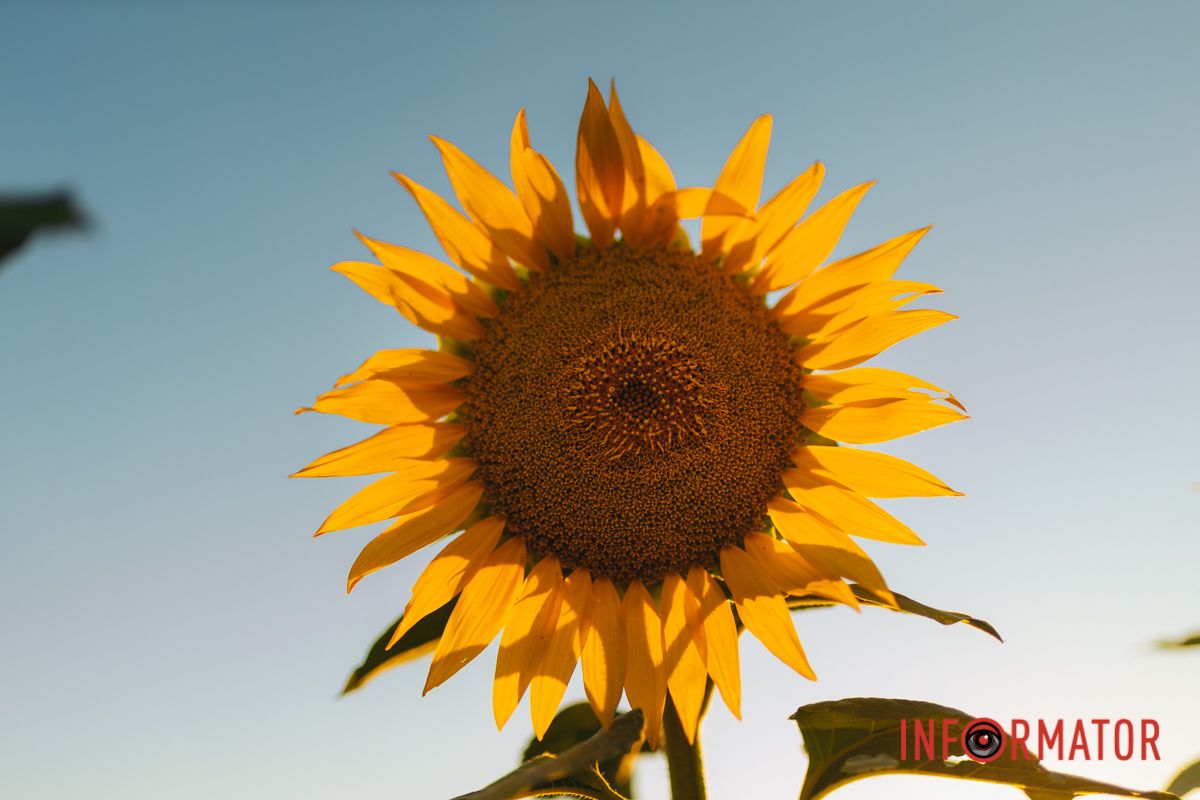 Мгновение, которое стоит внимания: закат над подсолнечным полем в Днепропетровской области 1