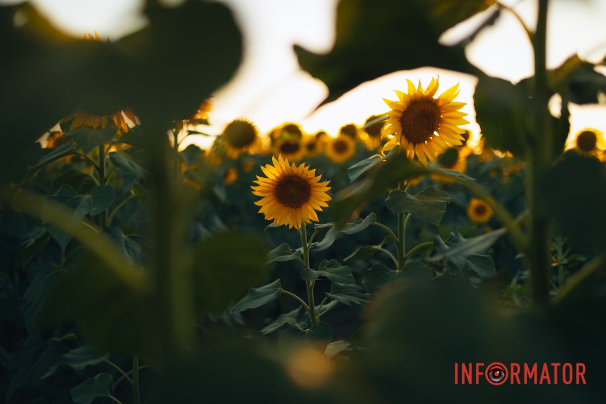 Мгновение, которое стоит внимания: закат над подсолнечным полем в Днепропетровской области 50