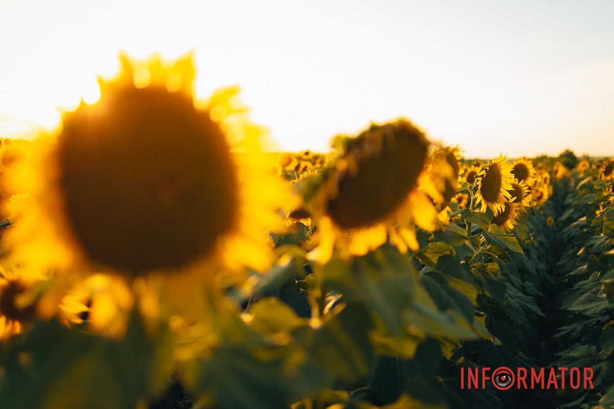 Мгновение, которое стоит внимания: закат над подсолнечным полем в Днепропетровской области 49