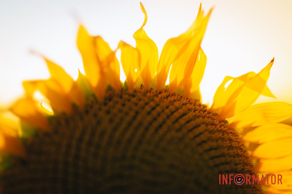 Мгновение, которое стоит внимания: закат над подсолнечным полем в Днепропетровской области 48