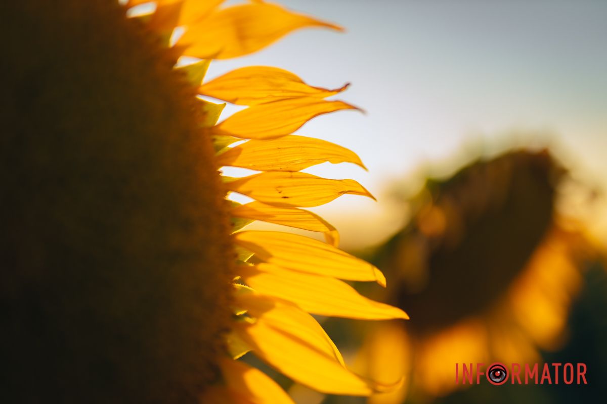 Мгновение, которое стоит внимания: закат над подсолнечным полем в Днепропетровской области 47