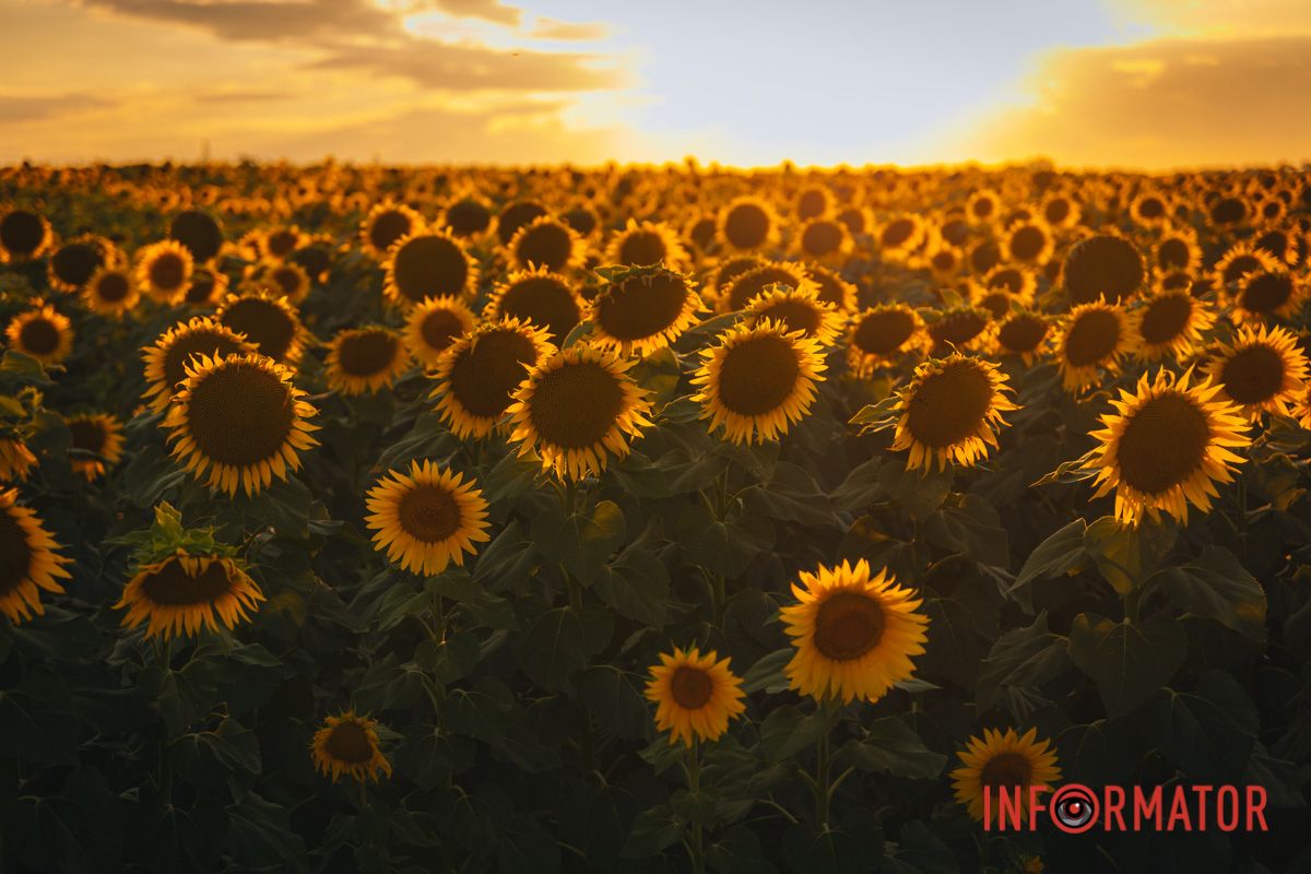 Мгновение, которое стоит внимания: закат над подсолнечным полем в Днепропетровской области 46