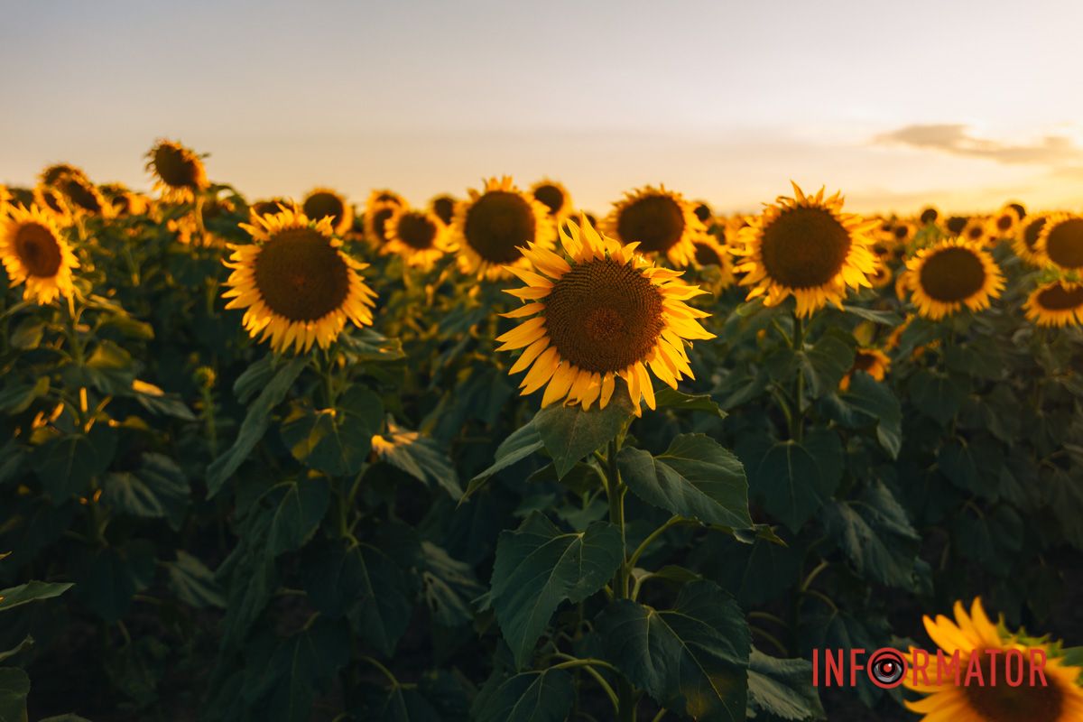 Мгновение, которое стоит внимания: закат над подсолнечным полем в Днепропетровской области 45