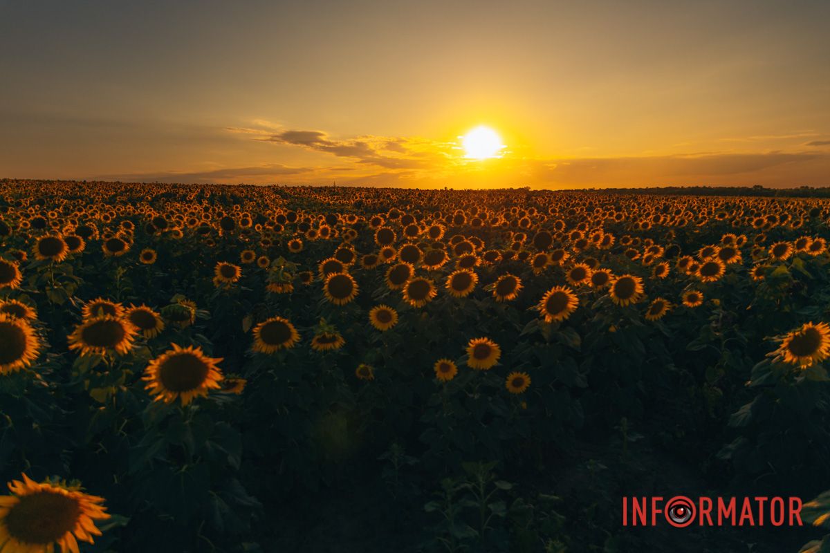 Мгновение, которое стоит внимания: закат над подсолнечным полем в Днепропетровской области 44