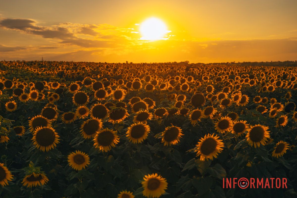 Мгновение, которое стоит внимания: закат над подсолнечным полем в Днепропетровской области 43