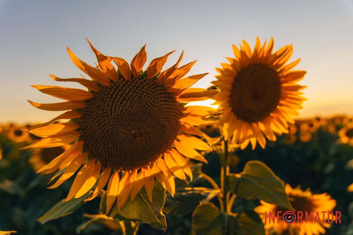 Мгновение, которое стоит внимания: закат над подсолнечным полем в Днепропетровской области 42