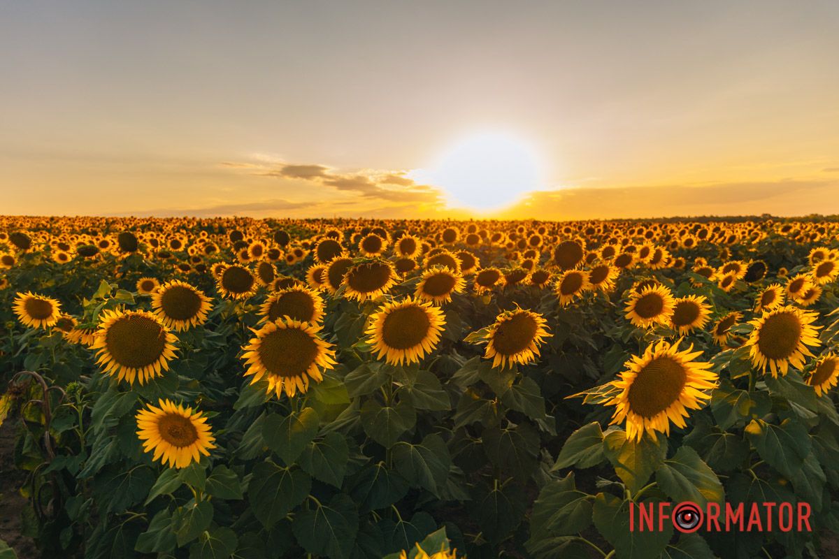 Мгновение, которое стоит внимания: закат над подсолнечным полем в Днепропетровской области 41