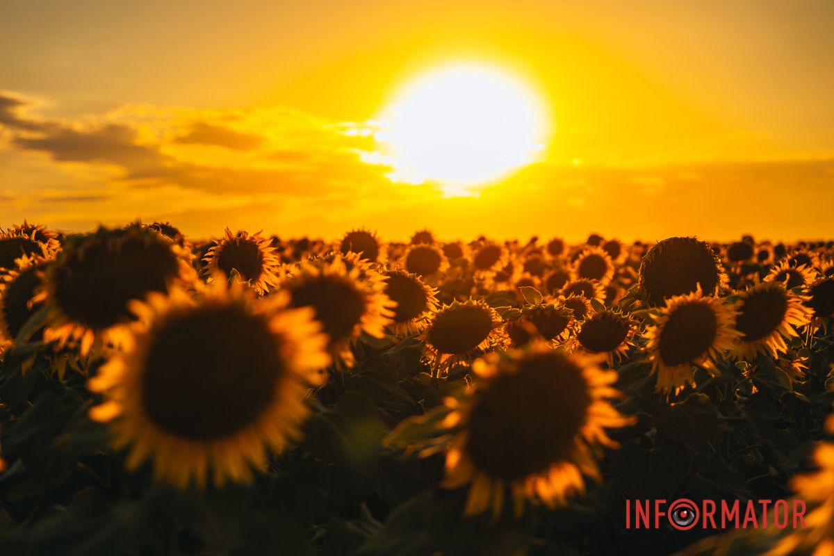 Мгновение, которое стоит внимания: закат над подсолнечным полем в Днепропетровской области 40