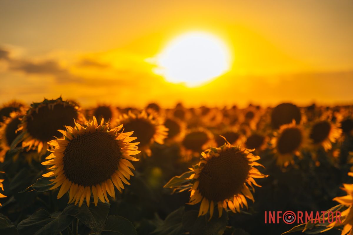 Мгновение, которое стоит внимания: закат над подсолнечным полем в Днепропетровской области 39