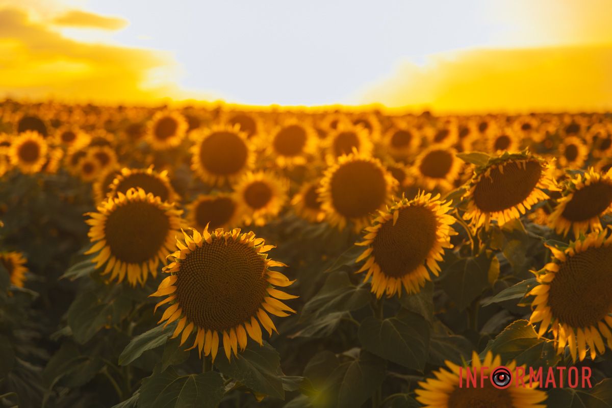 Мгновение, которое стоит внимания: закат над подсолнечным полем в Днепропетровской области 38