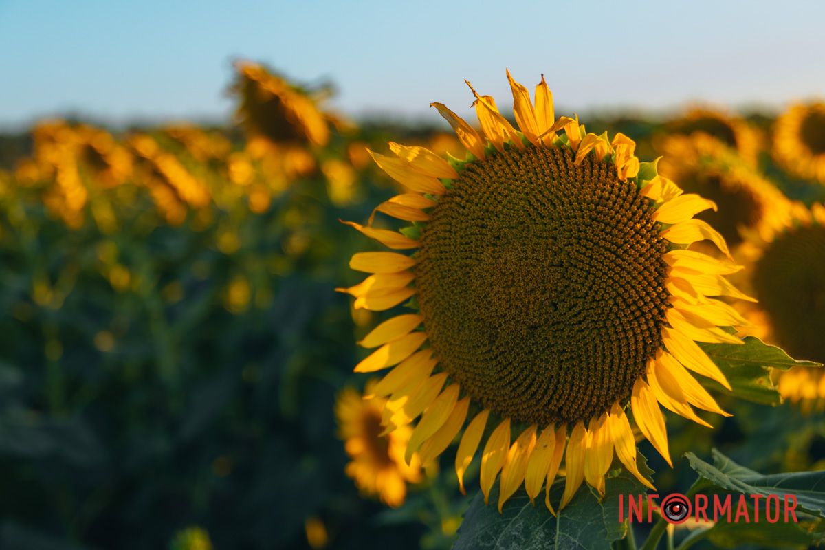 Мгновение, которое стоит внимания: закат над подсолнечным полем в Днепропетровской области 37