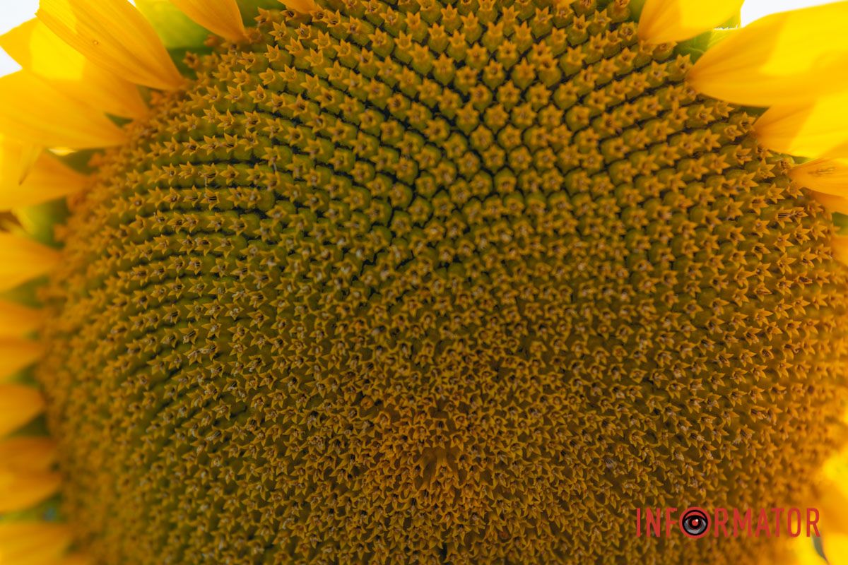 Мгновение, которое стоит внимания: закат над подсолнечным полем в Днепропетровской области 35