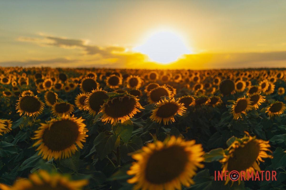 Мгновение, которое стоит внимания: закат над подсолнечным полем в Днепропетровской области 36