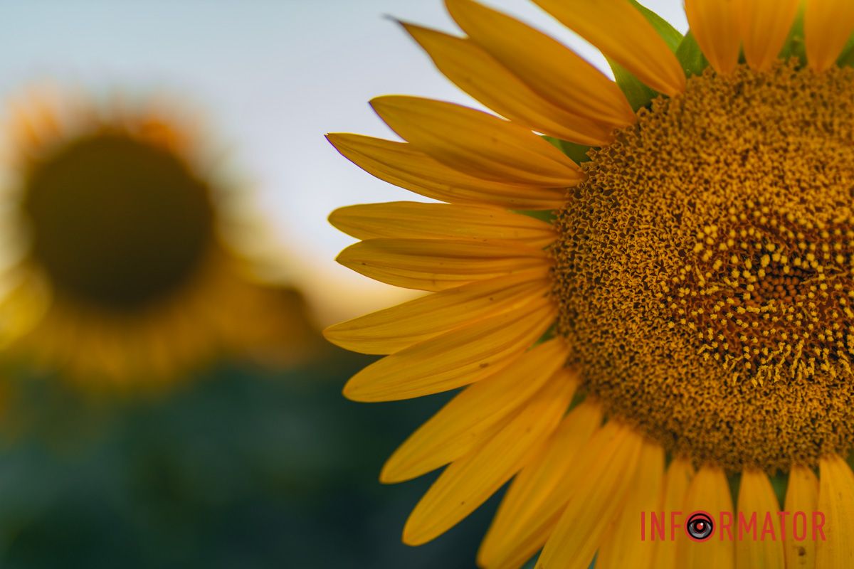 Мгновение, которое стоит внимания: закат над подсолнечным полем в Днепропетровской области 34