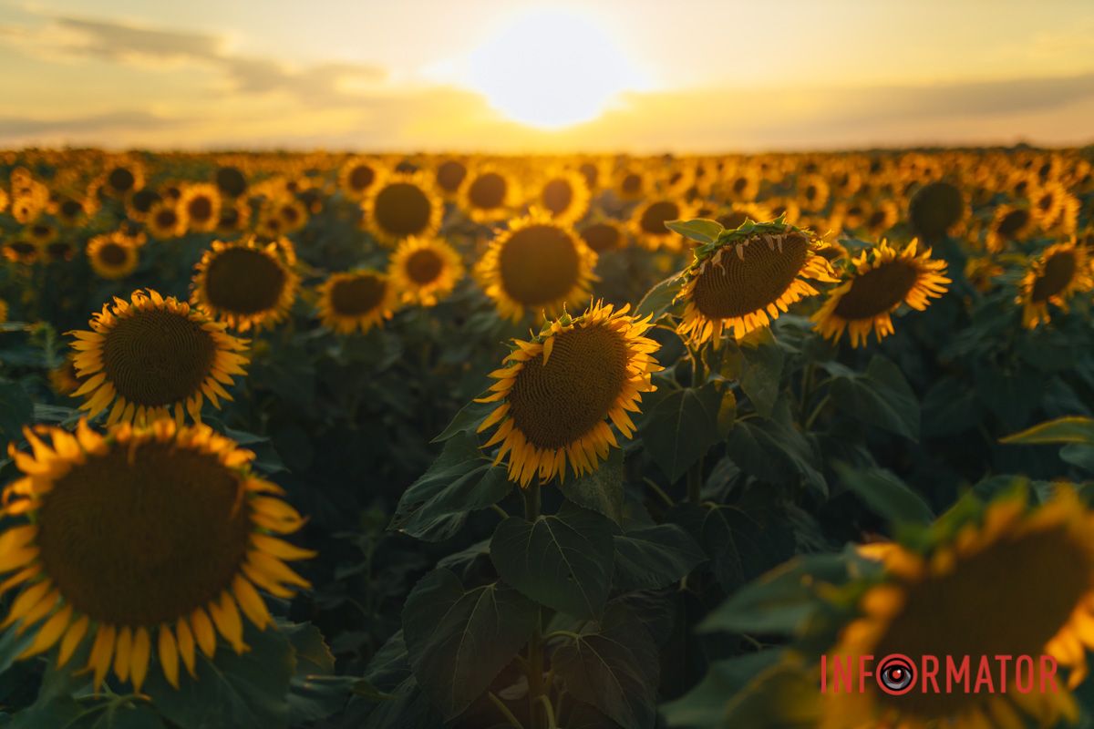 Мгновение, которое стоит внимания: закат над подсолнечным полем в Днепропетровской области 32