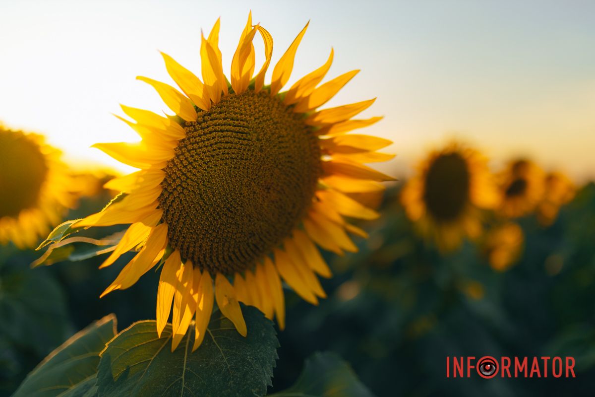 Мгновение, которое стоит внимания: закат над подсолнечным полем в Днепропетровской области 33