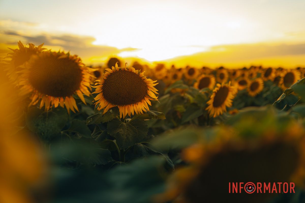 Мгновение, которое стоит внимания: закат над подсолнечным полем в Днепропетровской области 31
