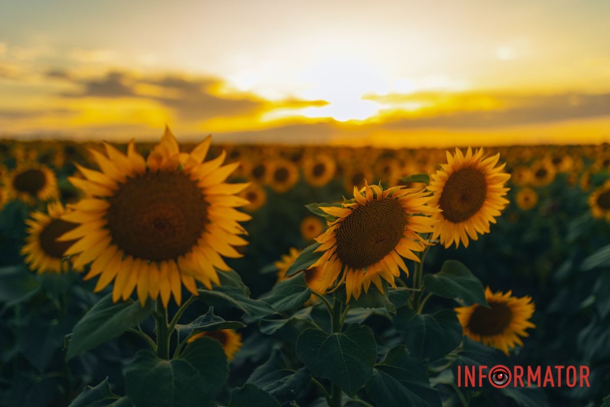 Мгновение, которое стоит внимания: закат над подсолнечным полем в Днепропетровской области 30