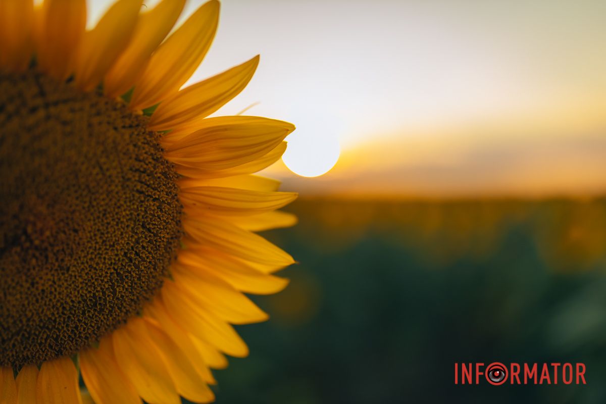 Мгновение, которое стоит внимания: закат над подсолнечным полем в Днепропетровской области 29