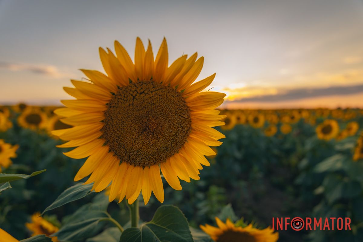 Мгновение, которое стоит внимания: закат над подсолнечным полем в Днепропетровской области 28