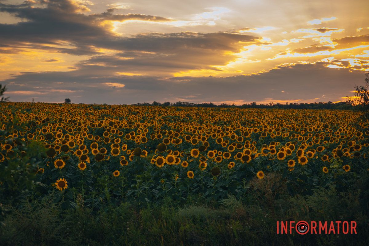 Мгновение, которое стоит внимания: закат над подсолнечным полем в Днепропетровской области 27