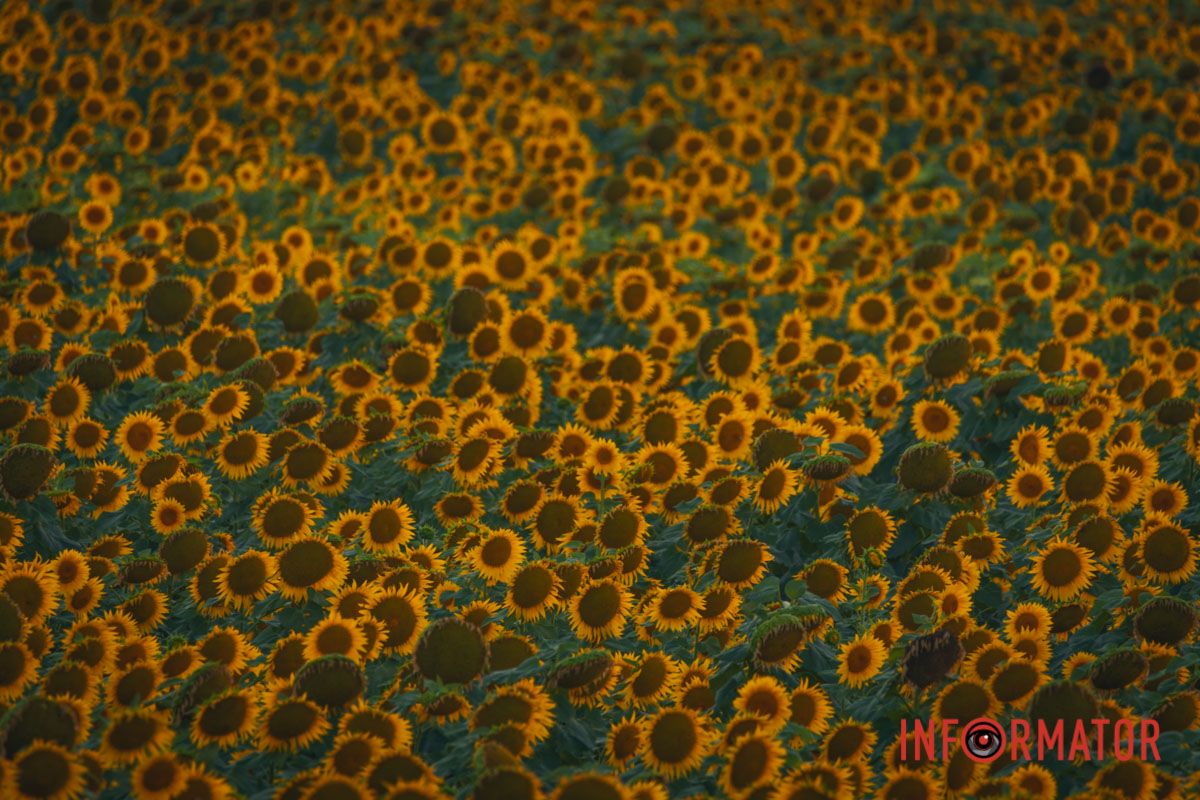 Мгновение, которое стоит внимания: закат над подсолнечным полем в Днепропетровской области 26