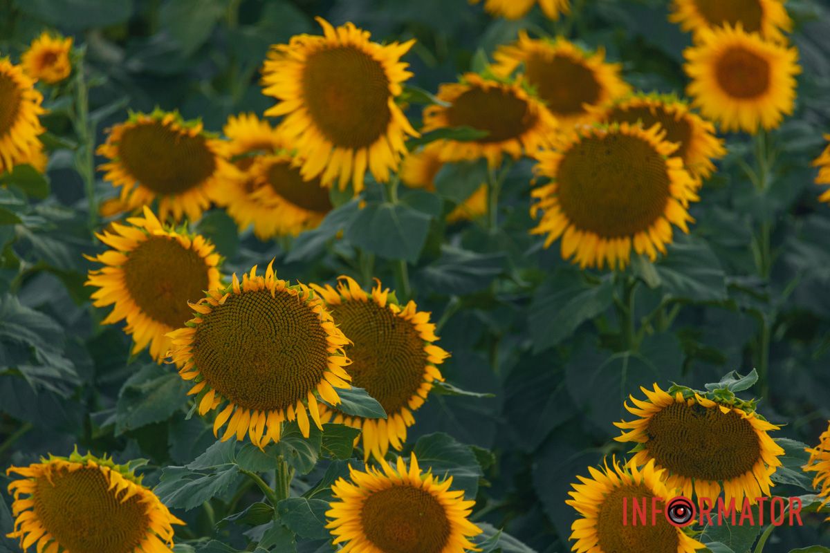 Мгновение, которое стоит внимания: закат над подсолнечным полем в Днепропетровской области 25