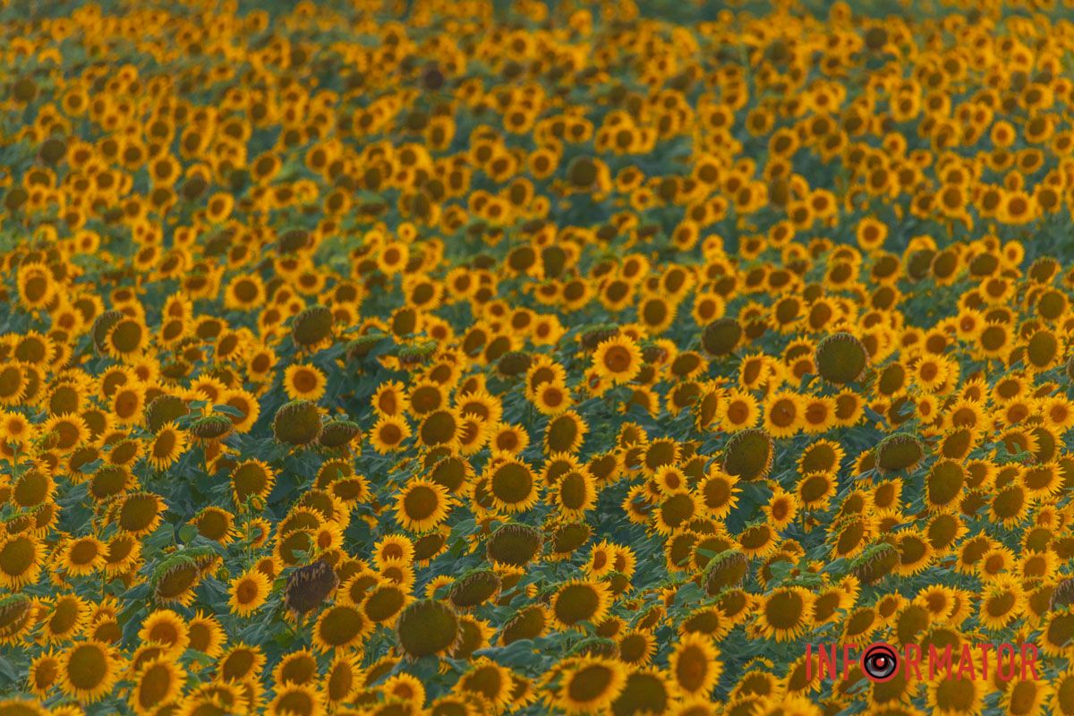 Мгновение, которое стоит внимания: закат над подсолнечным полем в Днепропетровской области 23