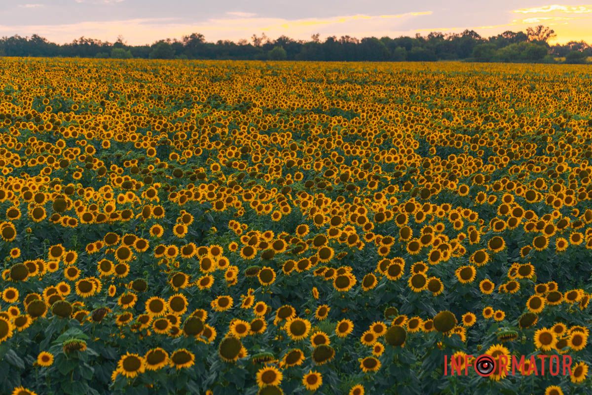 Мгновение, которое стоит внимания: закат над подсолнечным полем в Днепропетровской области 22