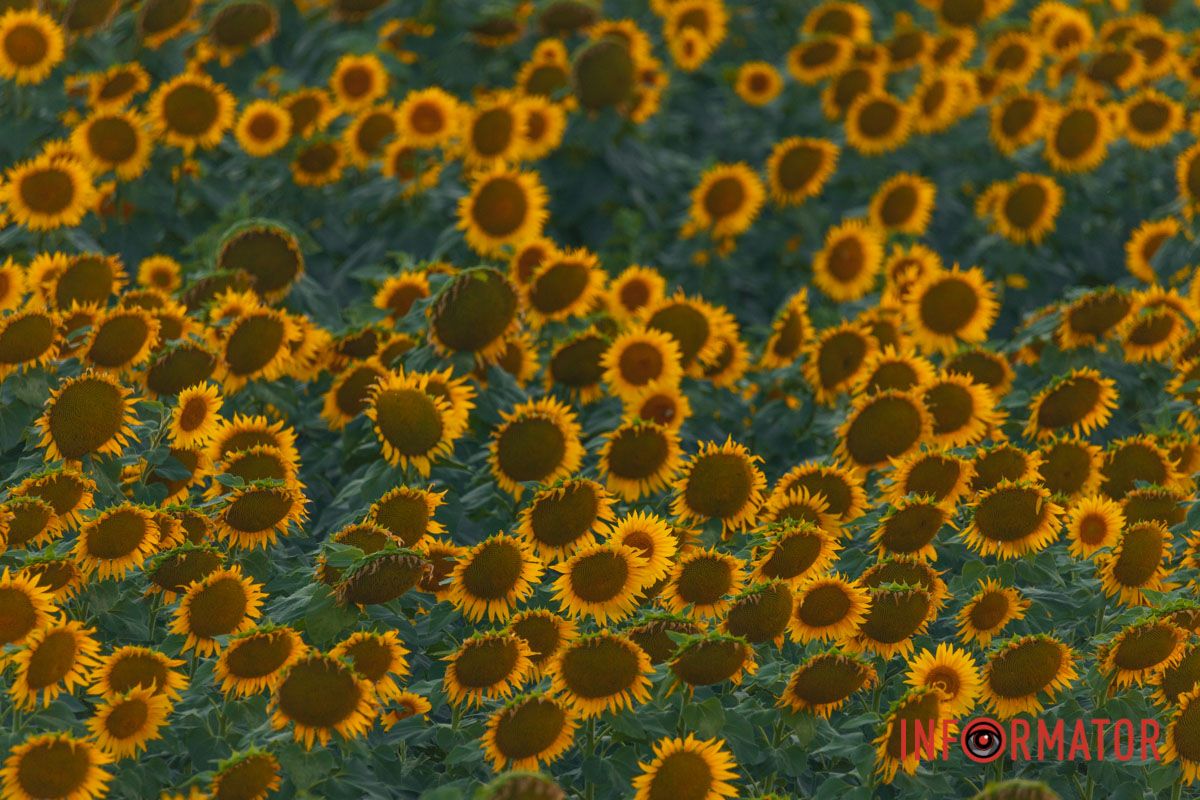 Мгновение, которое стоит внимания: закат над подсолнечным полем в Днепропетровской области 21