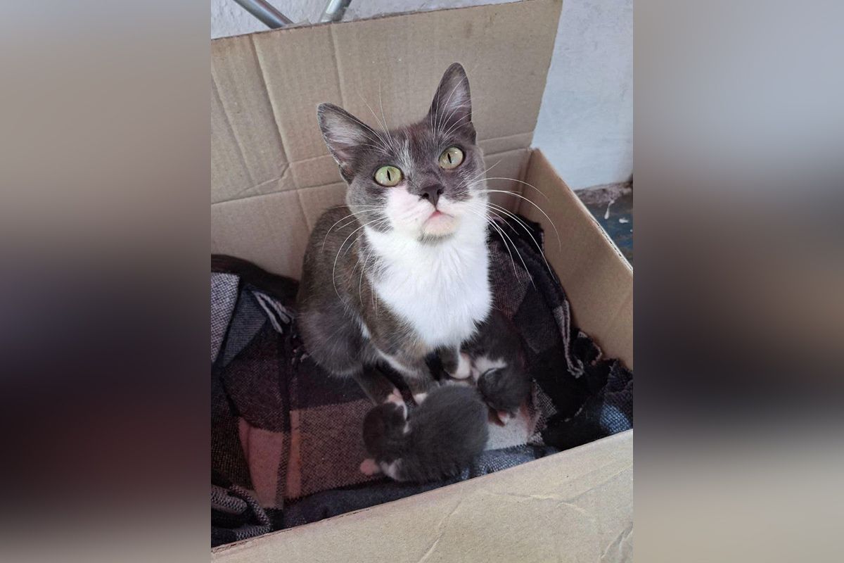 Мати та кошенята 