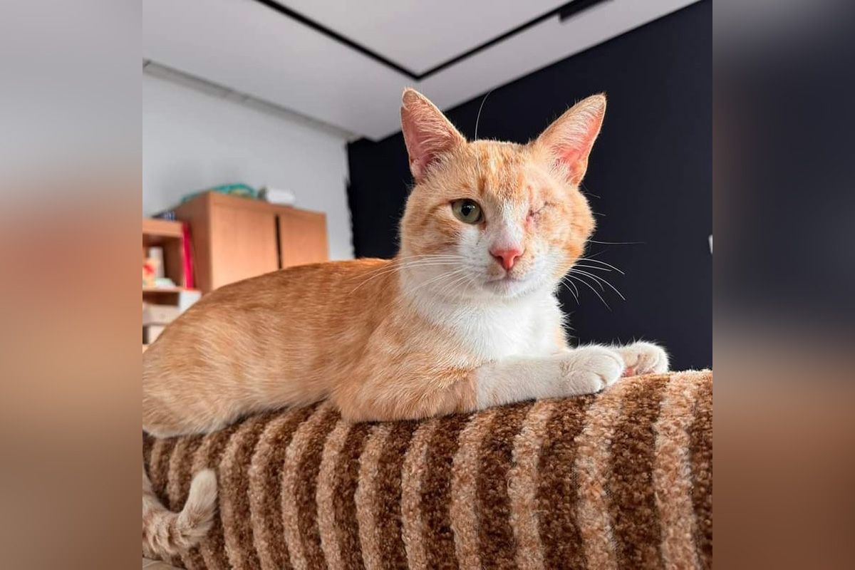 Особливий котик 