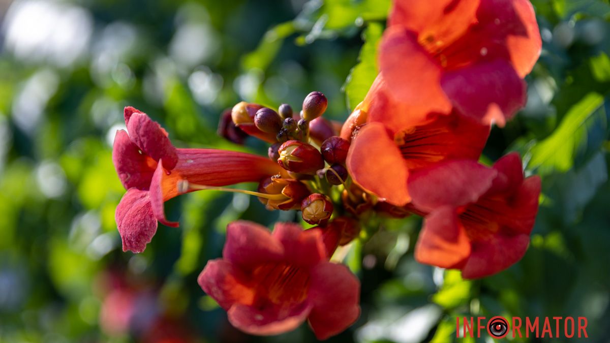 Погода на 18 серпня: у Дніпрі буде ясно