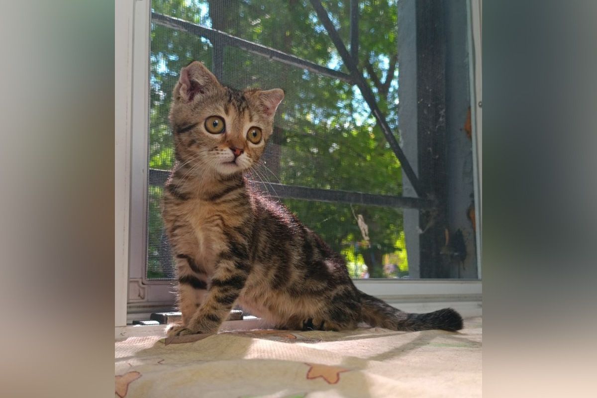 Кошеня Шурочка 