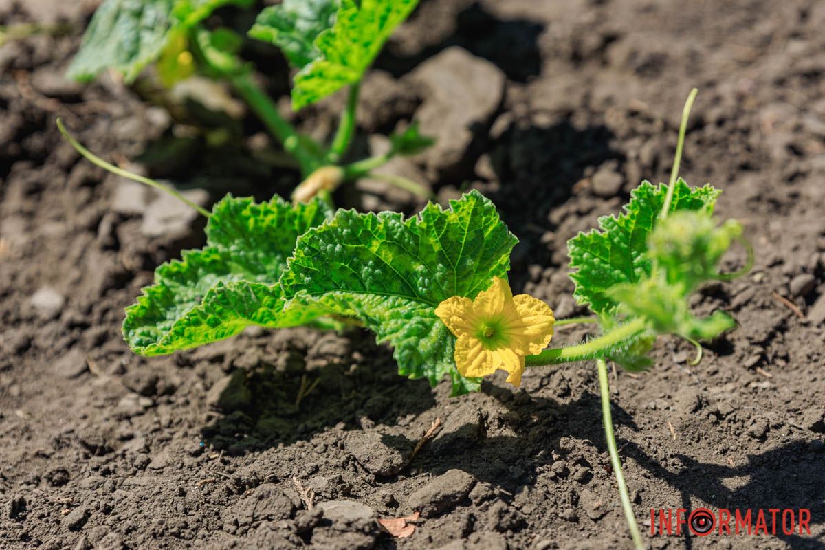 Словно огород В Днепре в парке Глобы на грядке заметили тыквы и дыни 7